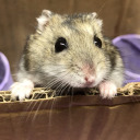 hamsteronvacation avatar