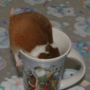 hamsters-in-cups avatar