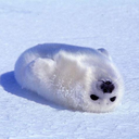 happyfluffsealpup avatar