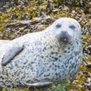 harborseal avatar