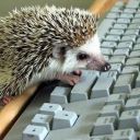 hedgehog-writes avatar