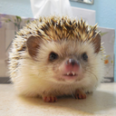 hedgehogneville avatar