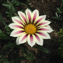 hidinghowlite avatar