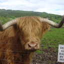 highlandcattleregistry avatar