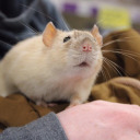 highrats avatar