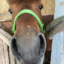 horsesofgili avatar