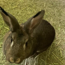 identifying-rabbits-in-posts avatar