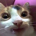 illicitsexualrelations avatar