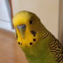 impishbirb avatar