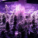 indoorgrower420 avatar