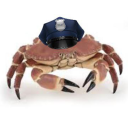 inspectorcrab avatar