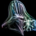 iridescentjellyfish avatar