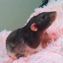 is-the-rat-video-cute avatar