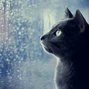 itzzz-raining-cats avatar