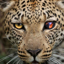 jaguarpanther avatar