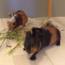 jim-and-jamie-the-guinea-pigs avatar