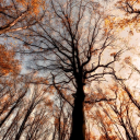 journeyofhealing avatar