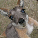 kangaroosgomoo avatar