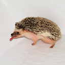 kingofhedgehogs avatar