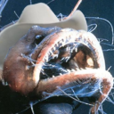 kitchensinkplussome avatar