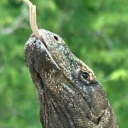 komododonut avatar