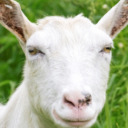 largegoat avatar