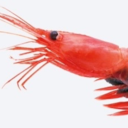 lelittleshrimp avatar