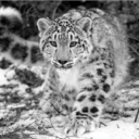 leopardsinthesnow avatar