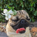 lilacpug avatar