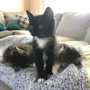 lilfosterkittens avatar