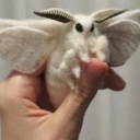 little-fluffy-moth avatar