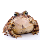 loathsome-toad avatar