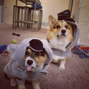 lovemycorgi avatar