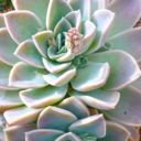 lovesucculents-blog avatar