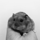 luigithehamster avatar