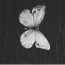 lunepapillon-blog avatar