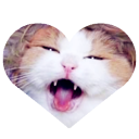 luv-cat avatar