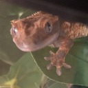 mangothegecko avatar