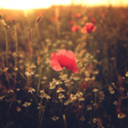 marquessofpoppies avatar