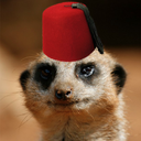 meerkatinafez avatar