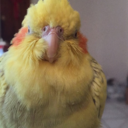 memelasthecockatiel avatar