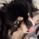 memelordofcats avatar