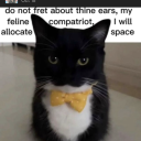 meowmeowmeowimarepost avatar