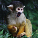 monkey-mischief-moved avatar