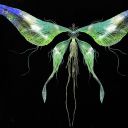 moonlightbutt3rfly avatar