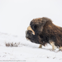 muskoxen avatar