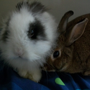 myroommatesbunny avatar