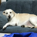 nathaliabristow avatar