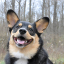 nevillethecorgi avatar