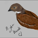 nighthawk1222-blog avatar